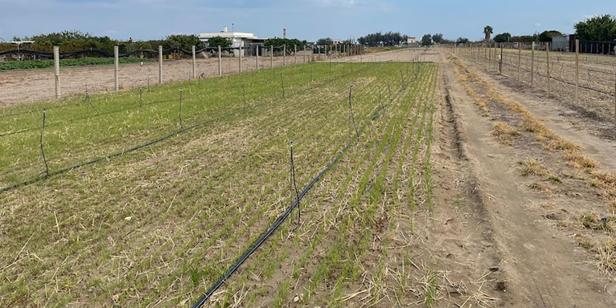 Furti di semi nei campi: scatta l’allerta per la Cipolla Bianca di Margherita Igp